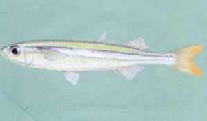 大卡頦銀漢魚 大卡頦銀漢魚