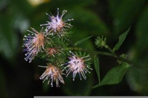 廬山風毛菊 廬山風毛菊