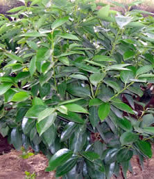 蘭嶼肉桂 蘭嶼肉桂