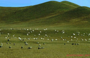 巴隆國際狩獵場 巴隆國際狩獵場