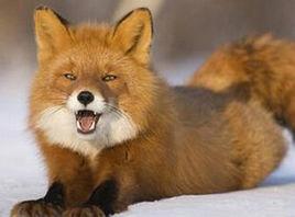 赤狐-097 赤狐-097