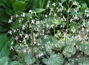 光萼虎耳草 光萼虎耳草