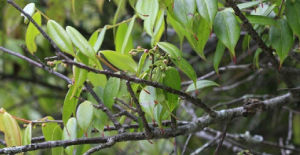 尾葉越桔 尾葉越桔