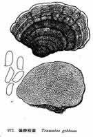 偏腫栓菌 偏腫栓菌