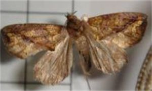 暗肖金夜蛾 暗肖金夜蛾