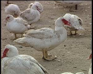 幼鴨白肌病 幼鴨白肌病