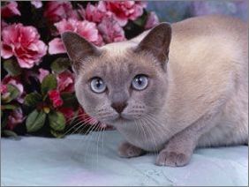 夏特爾貓（卡特爾貓）