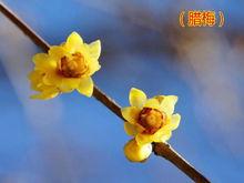 蠟梅[南宋張孝祥的詩作]