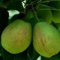 西域香妃香梨 西域香妃香梨