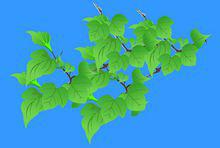 桑葉[桑科桑屬植物]