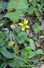 西藏細距堇菜 西藏細距堇菜