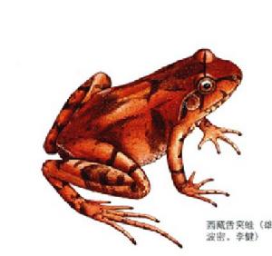 西藏舌突蛙 西藏舌突蛙