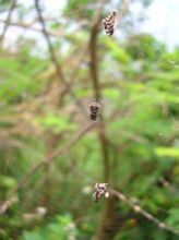 二角塵蛛 二角塵蛛