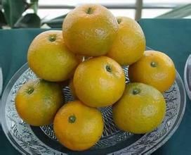 溫州蜜橘