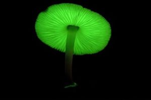 生物發光 生物發光