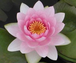 豪華[睡蓮品種]