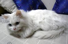 說明這種長毛貓的魅力。