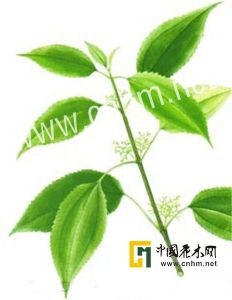 大托葉冷水花 大托葉冷水花