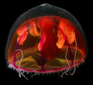五彩透明水母 五彩透明水母