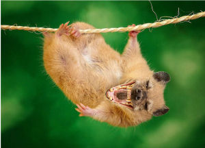 達雷默創造出的Hamstyna，它是由倉鼠與鬣狗結合而成