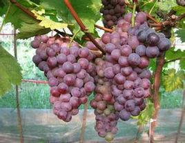 雨水紅葡萄 雨水紅葡萄