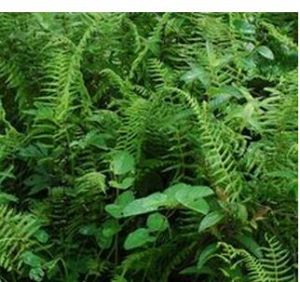 狹腳金星蕨 狹腳金星蕨