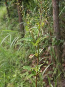 雲貴腺藥珍珠菜 雲貴腺藥珍珠菜