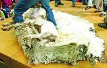 紐西蘭羊毛 紐西蘭羊毛