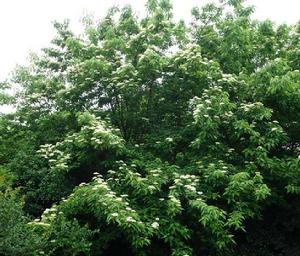 椋子木[椋子木]