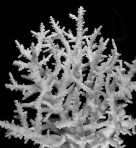 狗牙鹿角珊瑚 狗牙鹿角珊瑚