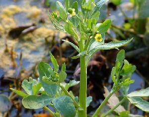 Ranunculus sceleratus Linn. 石龍芮