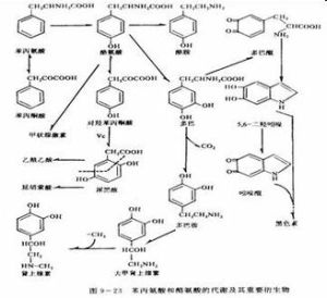 糖醛酸途徑 糖醛酸途徑