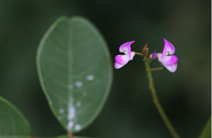路生胡枝子 路生胡枝子