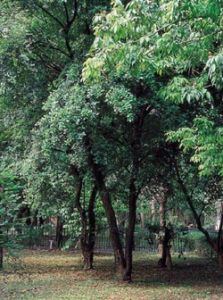 長柄石櫟 長柄石櫟