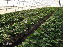 梅橋鎮蔬菜產業園 梅橋鎮蔬菜產業園