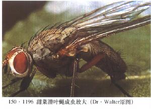 甜菜潛葉蠅 甜菜潛葉蠅