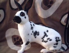 大麥丁兔 大麥丁兔