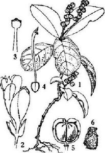 岩生遠志 岩生遠志