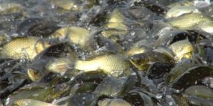 黃墩湖有機魚 黃墩湖有機魚