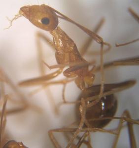 （圖）針毛收穫蟻