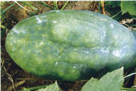 冬瓜病毒病 冬瓜病毒病