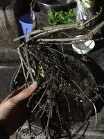 農家版滾泥豆腐