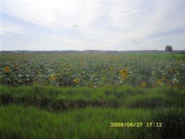 新忽熱蘇木 新忽熱蘇木