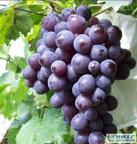 香葡萄 香葡萄