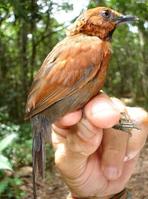 赤黃針尾雀 赤黃針尾雀