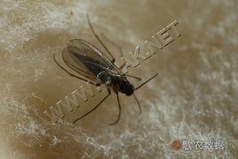 平菇厲眼蕈蚊 平菇厲眼蕈蚊