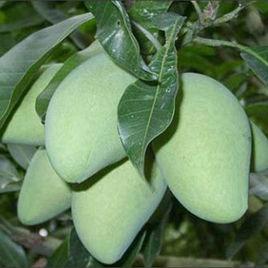 四季蜜芒 四季蜜芒