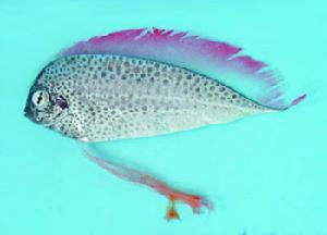 多斑扇尾魚 Desmodema polystictum