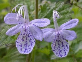 短柄單花蕕 短柄單花蕕