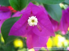 紫茉莉的花朵色彩絢麗